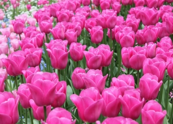 plantar tulipanes en tu casa