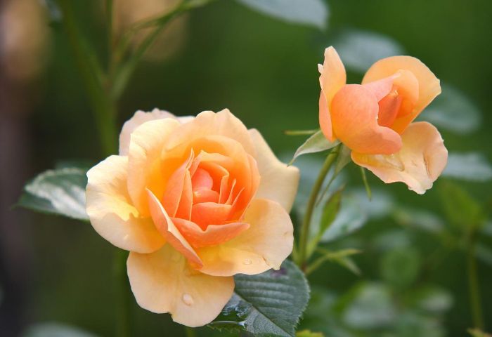 cultivo y cuidado de rosas