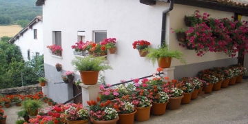 decorar patio con flores