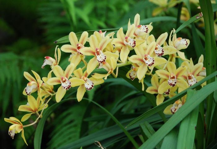 estas son las orquídeas mas caras