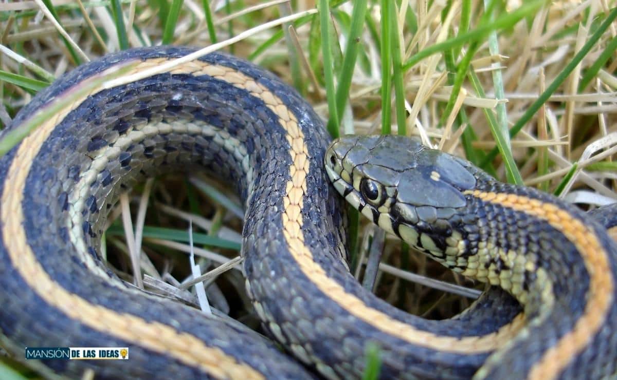 cómo evitar serpientes jardín