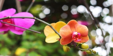 hojas amarillas de las orquideas