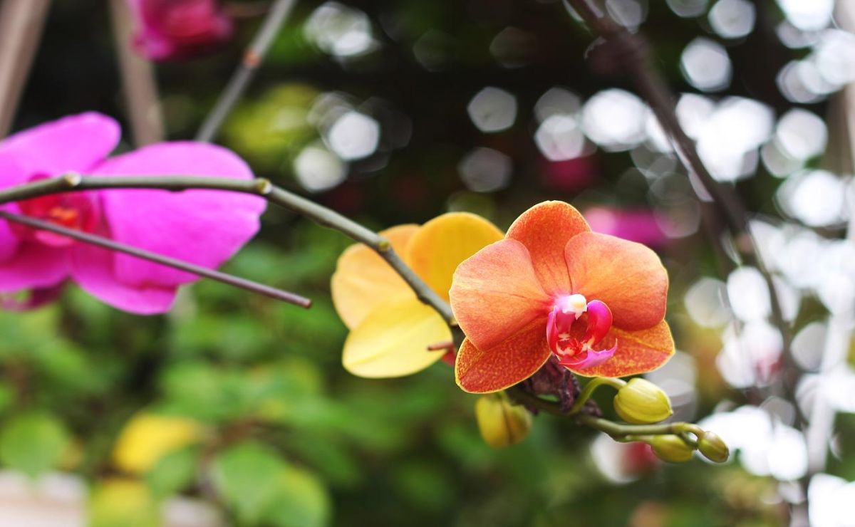 hojas amarillas de las orquideas