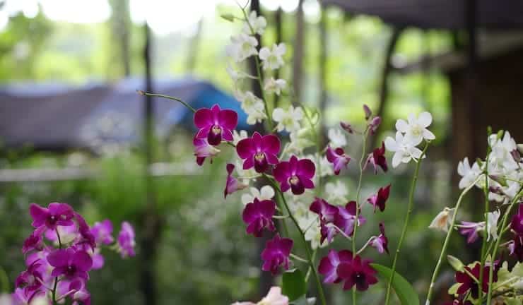 orquideas en verano