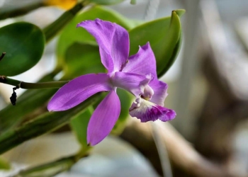orquideas floreciendo