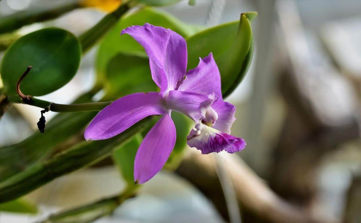 orquideas floreciendo