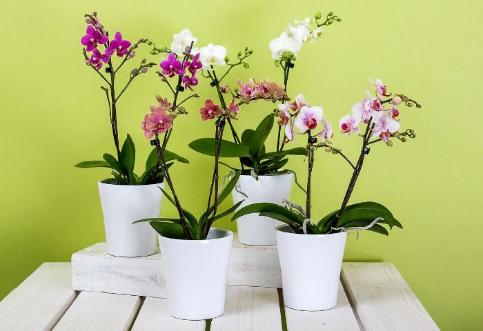 orquideas no florecen