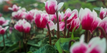 las mejores plantas