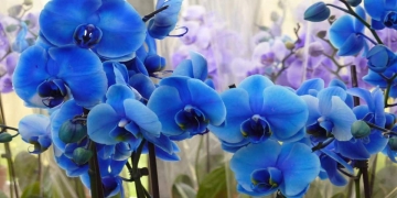 significado de las orquideas