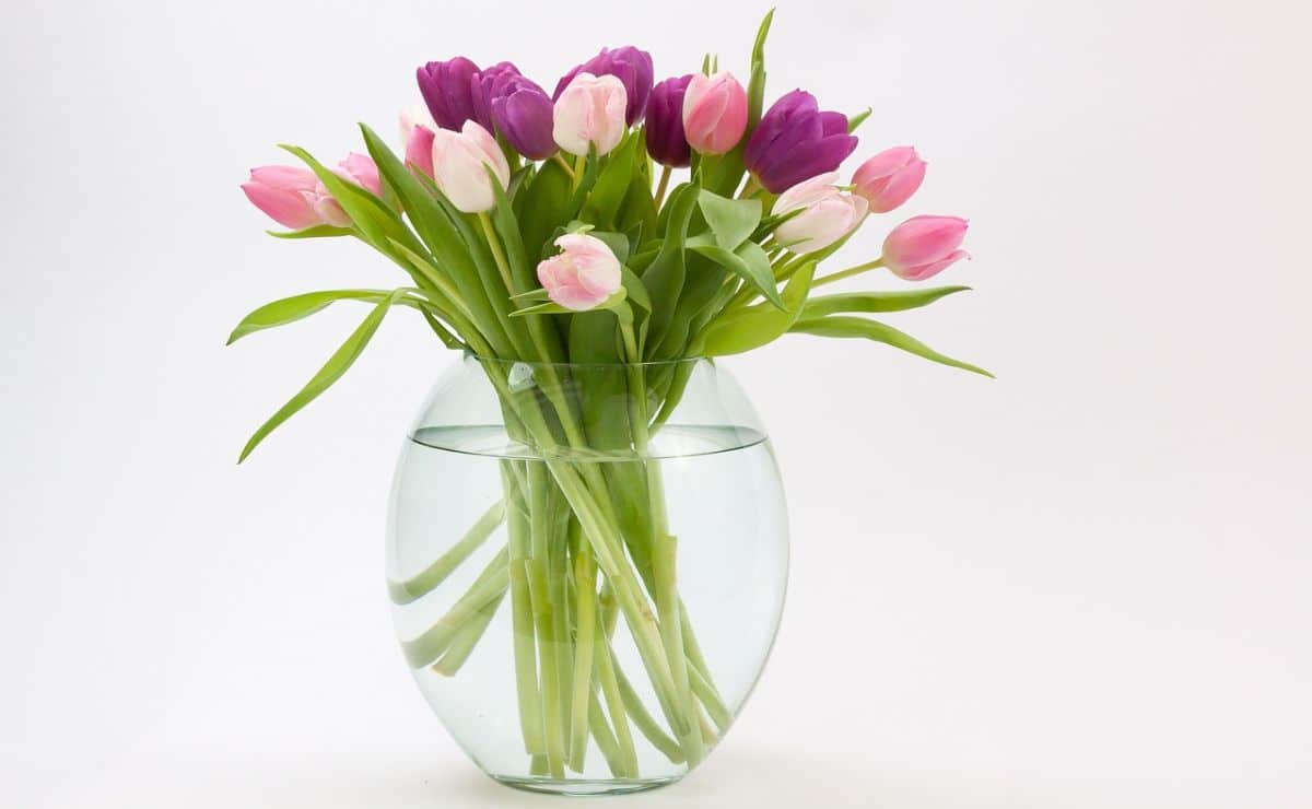 cultivar tulipanes en agua