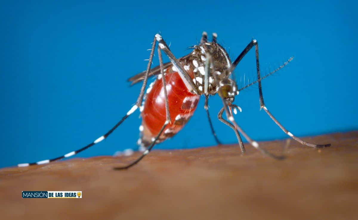 vinagre mosquito espantar