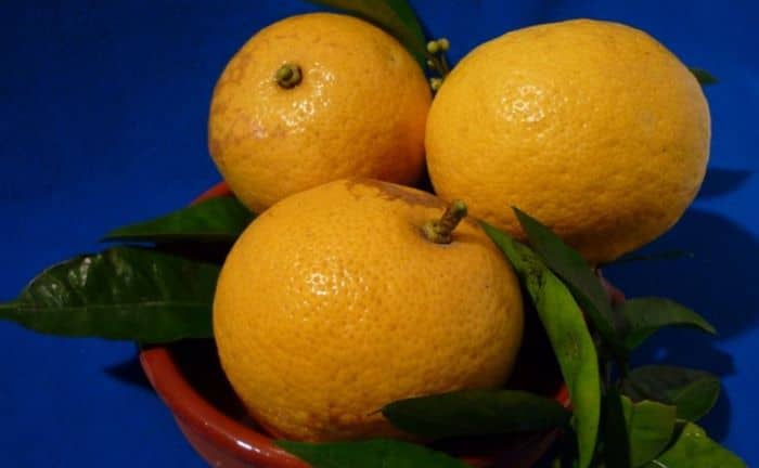 Naranja valenciana