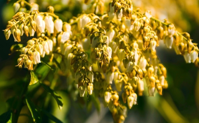 flor de andrómeda amarilla