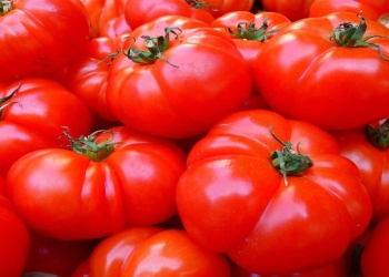 eliminar gusanos del tomate