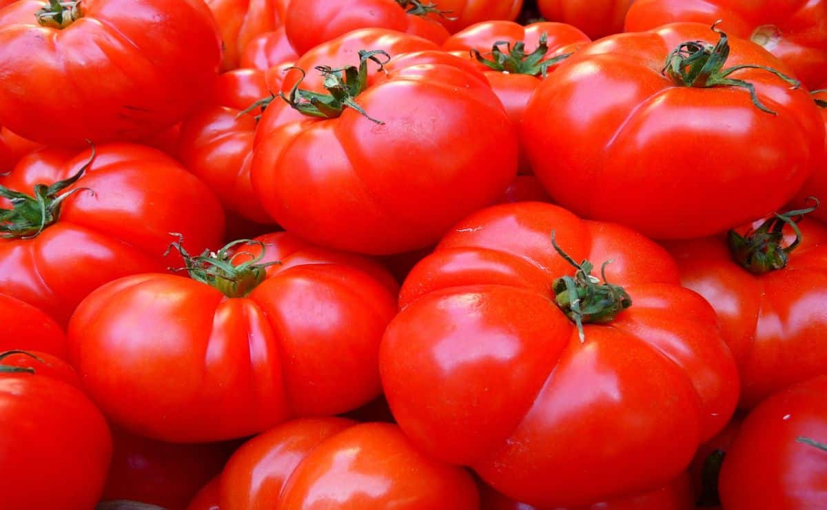 eliminar gusanos del tomate