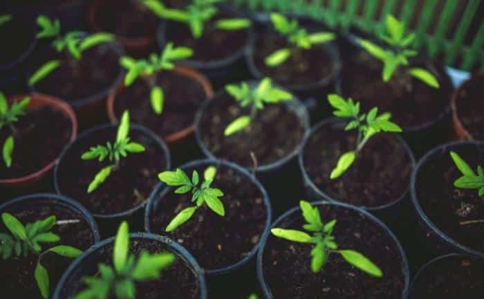 hojas tomate eliminar plagas plantas