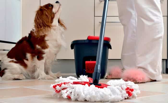 home cleaning distemper contagion