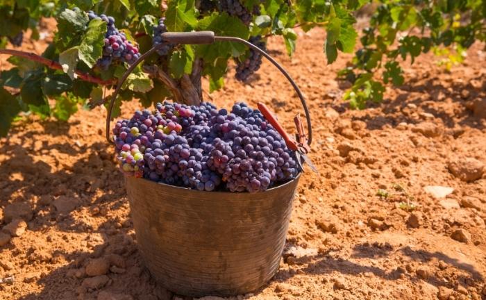 origen uvas españolas Carrefour