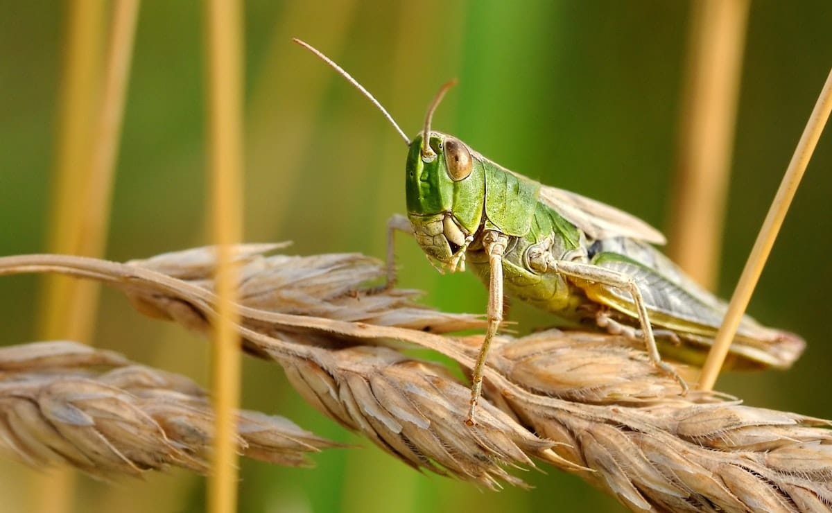 eliminar langostas de las plantas