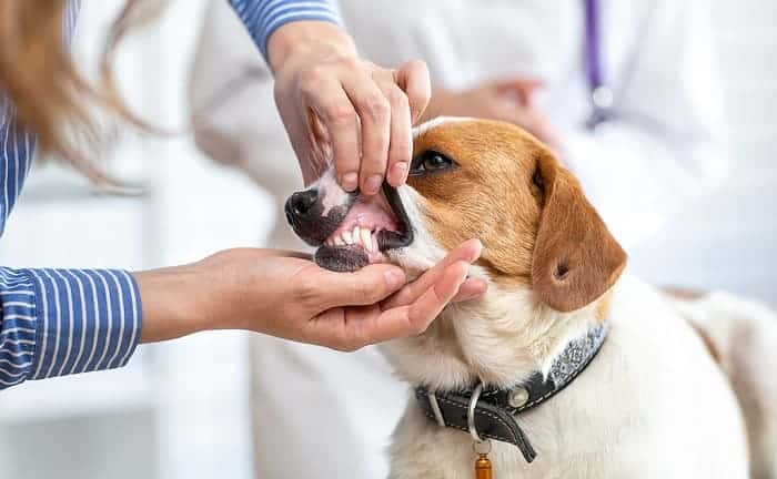 what to do dog contagion distemper