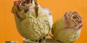 secar rosas en casa