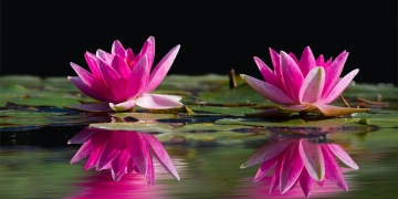 significado flor de loto