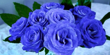 significado rosas azules
