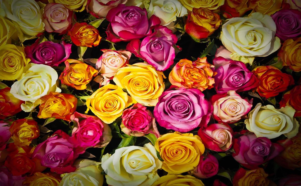 significado de las rosas por colores