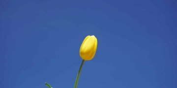 tulipanes amarillos