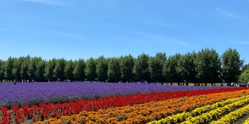 qué significan los tulipanes azules