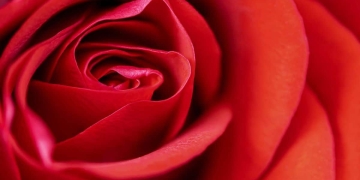 significado de las rosas rojas
