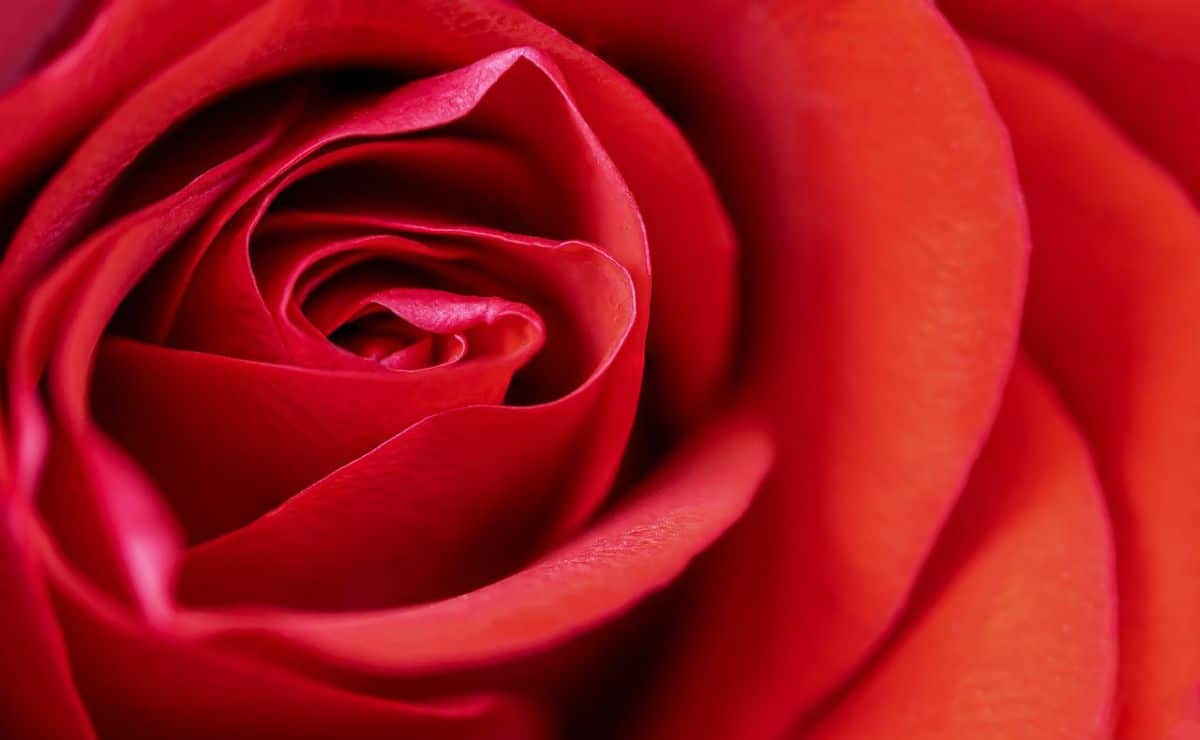 significado de las rosas rojas
