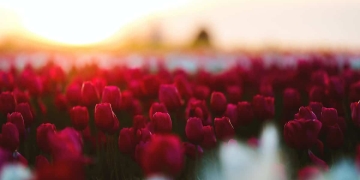 tulipanes rojos