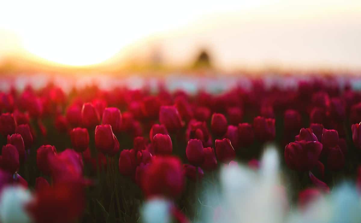 tulipanes rojos