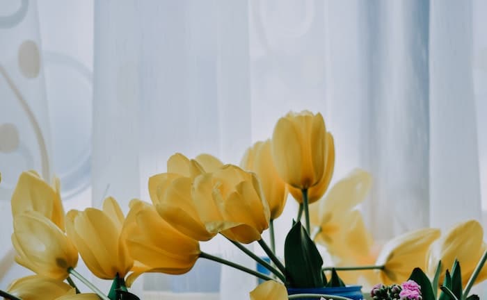 significado tulipanes amarillos