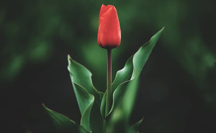 significado del tulipán rojo