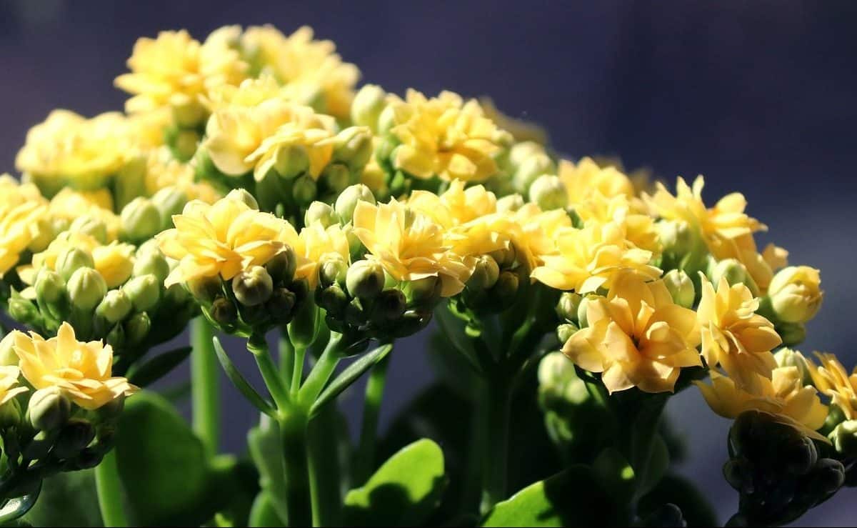como cuidar kalanchoe