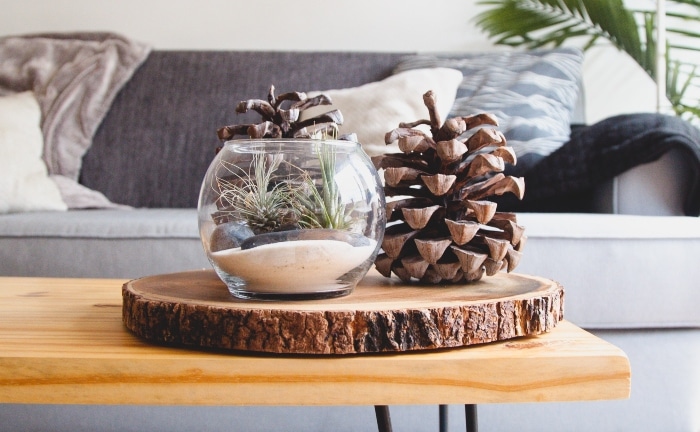 living room decoration with pine cones