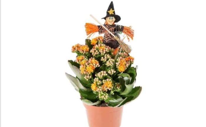 planta Kalanchoe Lidl Halloween