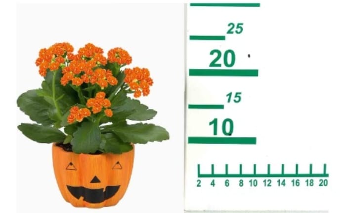 planta en calabaza Halloween Lidl