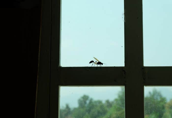 bicarbonato del los bordes de mi ventana
