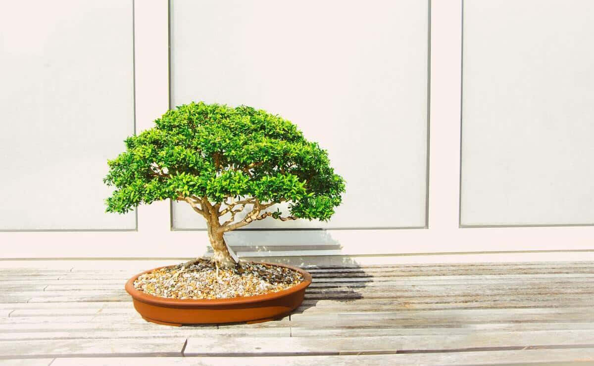 como cuidar bonsai casa