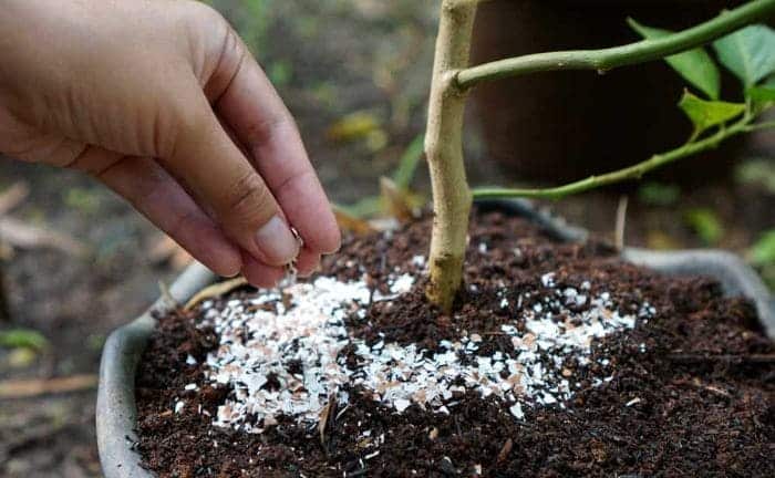 fertilizante abono plantas cascara huevo