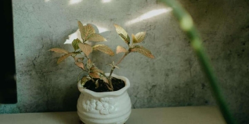 planta ruda casa