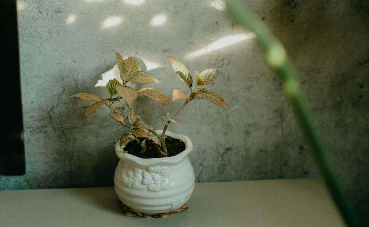 planta ruda casa