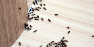 polvo talco eliminar hormigas
