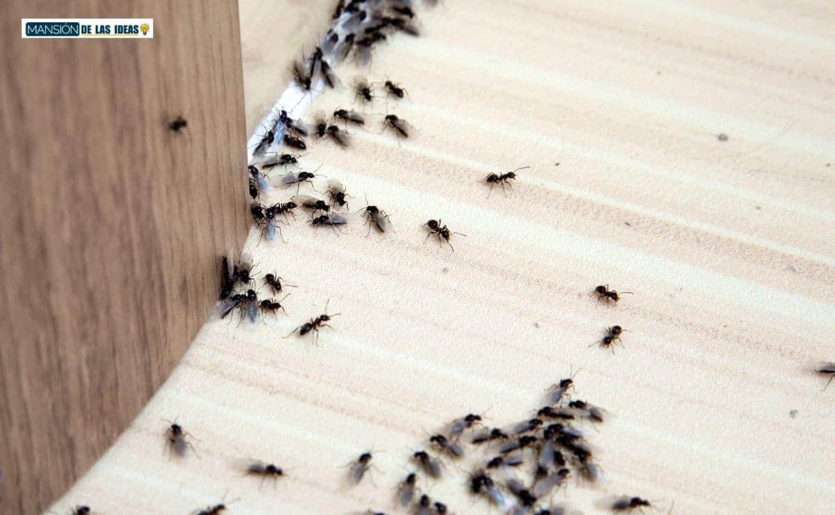 polvo talco eliminar hormigas