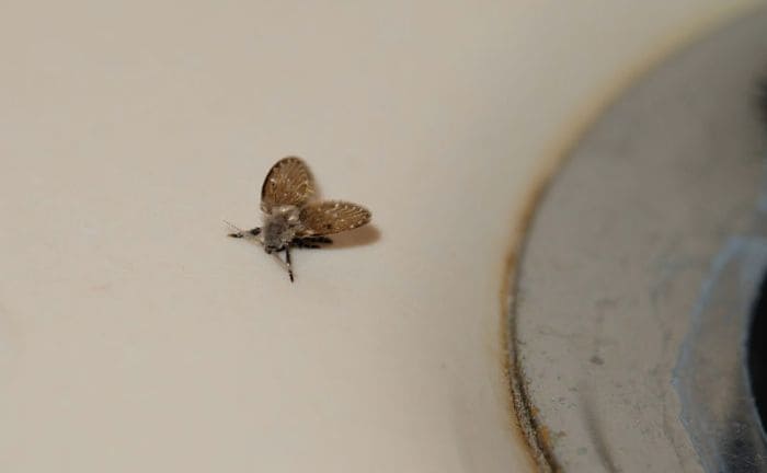 trucos caseros eliminar moscas humedad