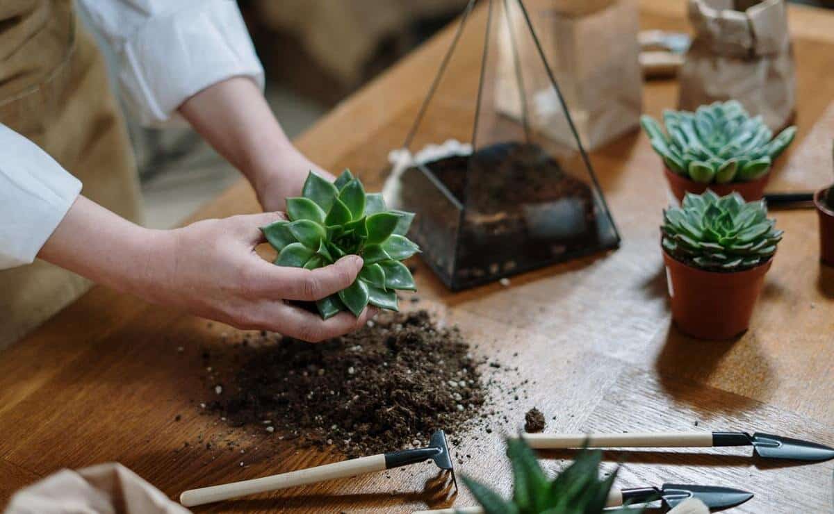 cómo hacer terrario diy