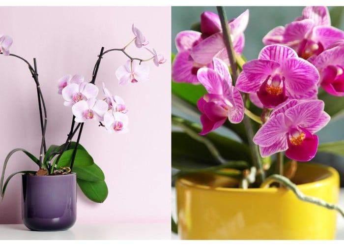 Aldi orchids for Mother's Day